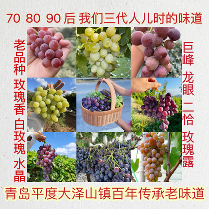 平度大泽山老品种葡萄苗玫瑰香白玫瑰水晶巨峰二恰玫瑰露飓风龙眼
