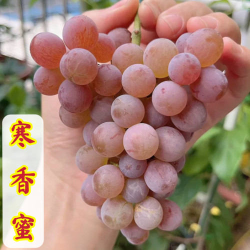 寒香蜜葡萄树苗爬藤抗寒葡萄苗盆栽南北方种植当年结果树地栽