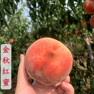 山东金秋红蜜桃树果苗特大晚熟冬桃树苗脆甜嫁接苗南北方盆地栽