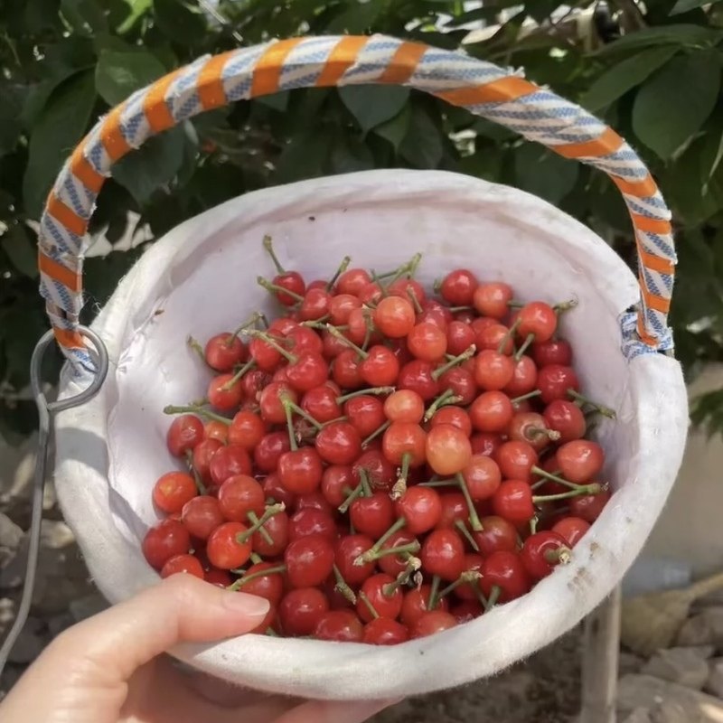 老品种小樱桃苗中华小樱桃甜多汁青岛小樱珠土樱桃中国樱桃