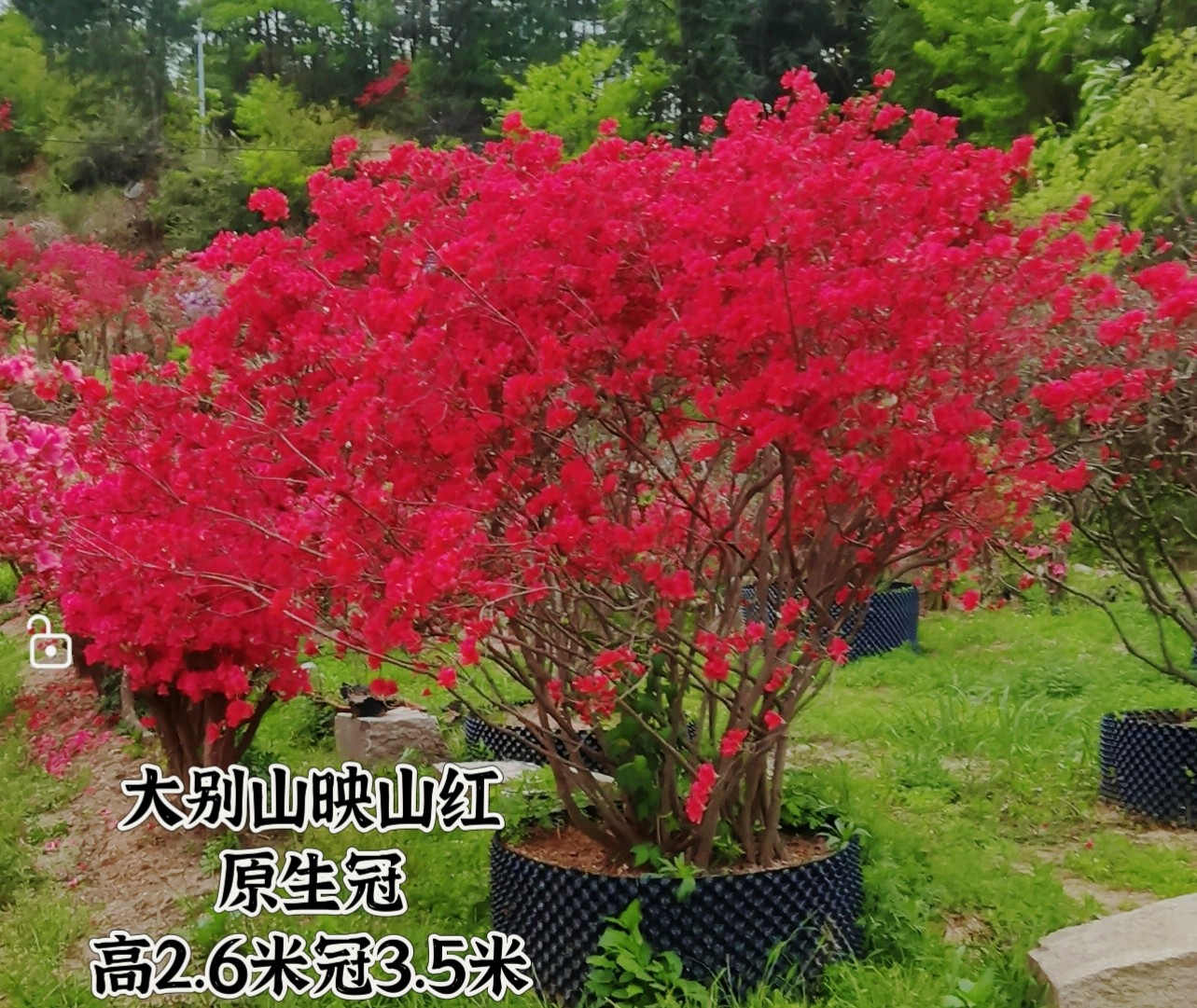 大别山精品国旗红映山红盆景树桩生桩杜鹃原生冠映山红