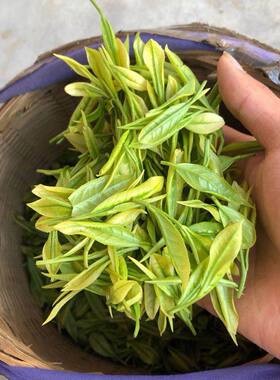 新鲜茶叶 安吉白茶未加工 白叶一号黄金芽 自炒自制茶叶青现摘