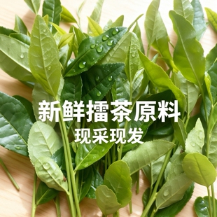 新鲜茶叶带枝条打擂茶油茶专用客家湘赣生茶未加工2026新鲜采摘