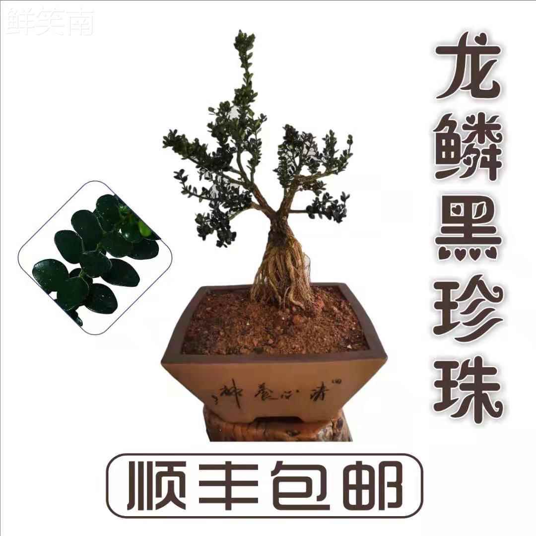 黄杨盆景黑珍珠雀舌米叶皱皮微型高档造型名贵树苗室内外常青绿植