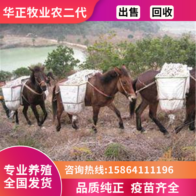 改良负重骡子养殖小骡子活体活骡出售肉骡子上山干活骡子马骡活物 畜牧/养殖物资 畜牧/养殖技术服务 原图主图