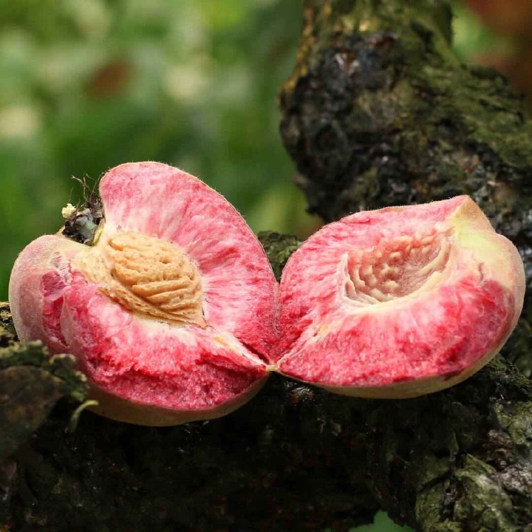 桐柏朱砂红桃子血桃新鲜采摘包邮新鲜直达五斤水蜜桃老品种桃子