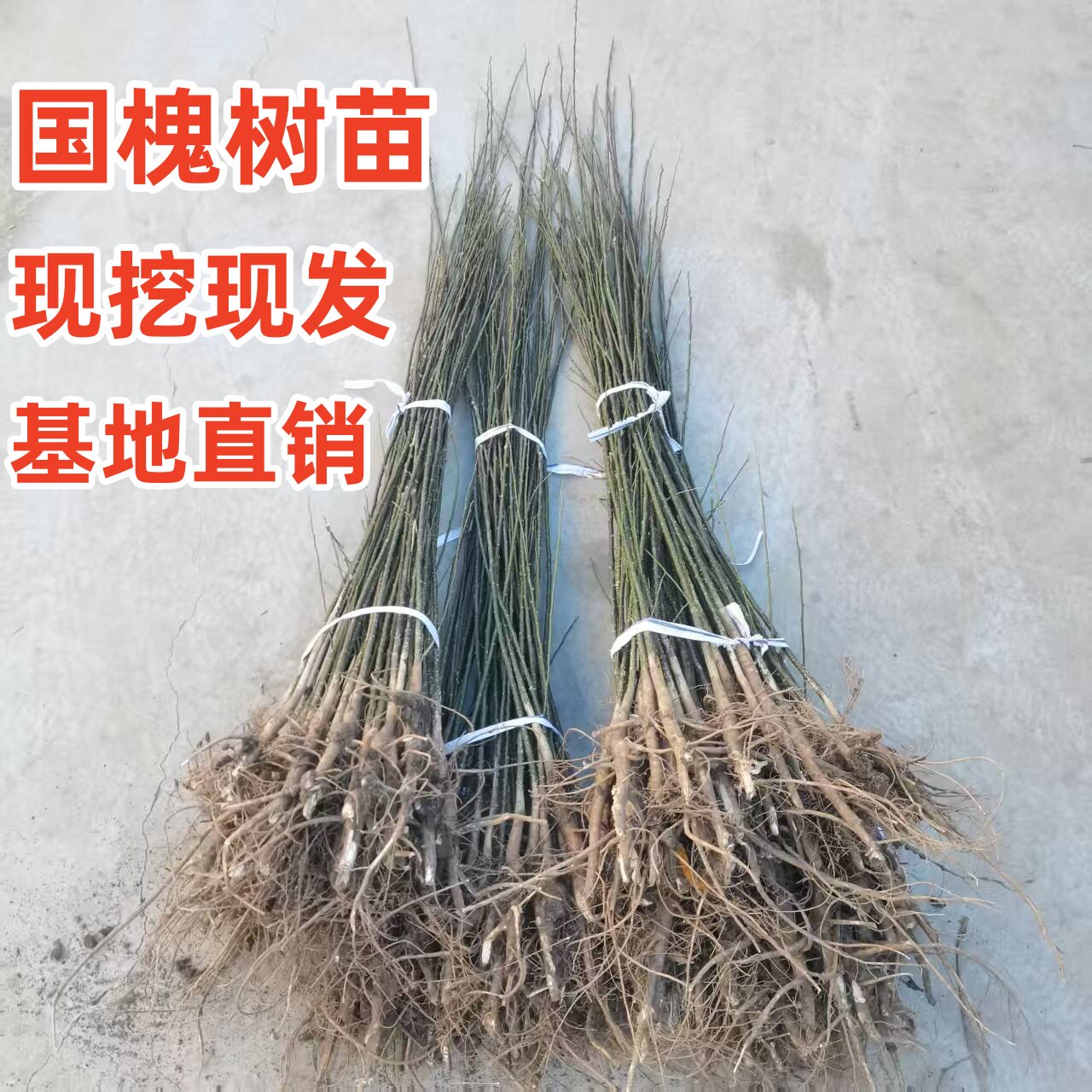 国槐树苗行道树绿化苗木占地树苗