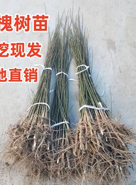 国槐树苗行道树绿化苗木占地树苗