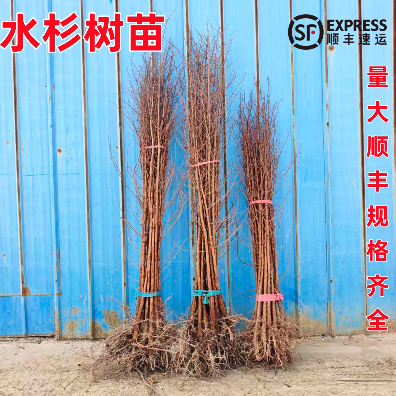 占地树苗河堤护坡固土耐涝树苗