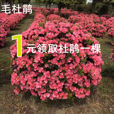 毛杜鹃四季常青庭院绿化苗木映山红毛鹃苗花坛植物毛娟苗花卉