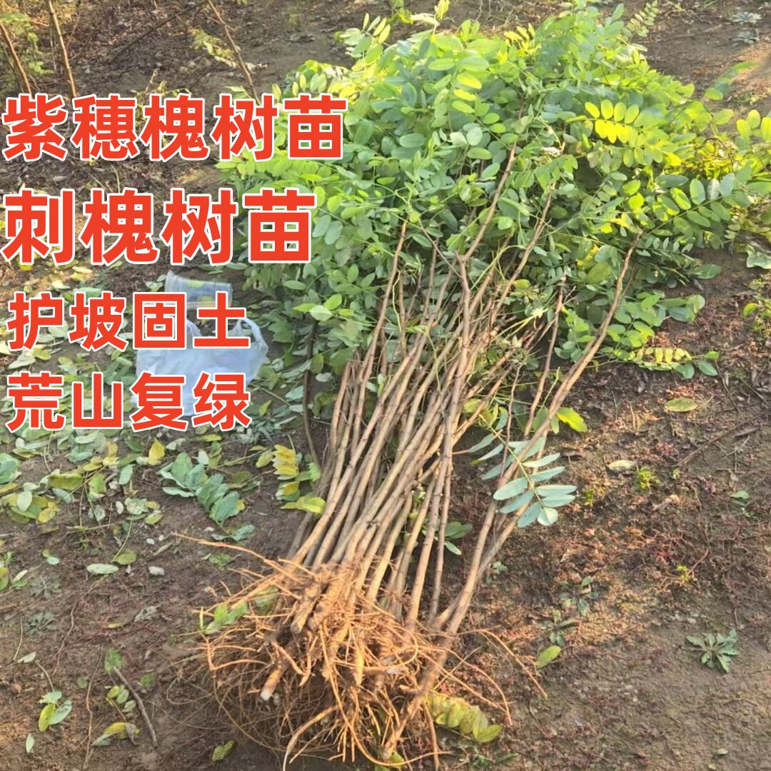 刺槐树苗洋槐花树苗紫穗槐树苗国大型绿植/成品组合盆