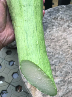 砍瓜种子奇异爬藤南瓜观赏食用菜瓜种籽巨型阳台高产春秋四季蔬菜