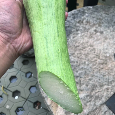 蔬菜爬藤南瓜食用巨型高产种子