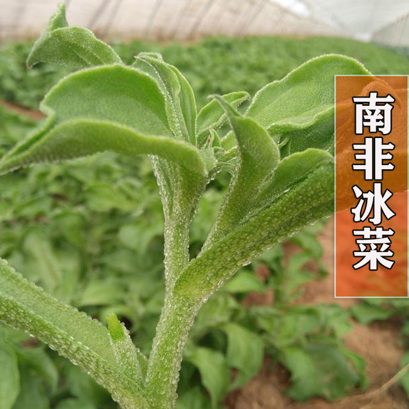 南非冰草种子水晶冰菜籽特野菜孑苗秧保健特菜盆栽春四季蔬菜包邮