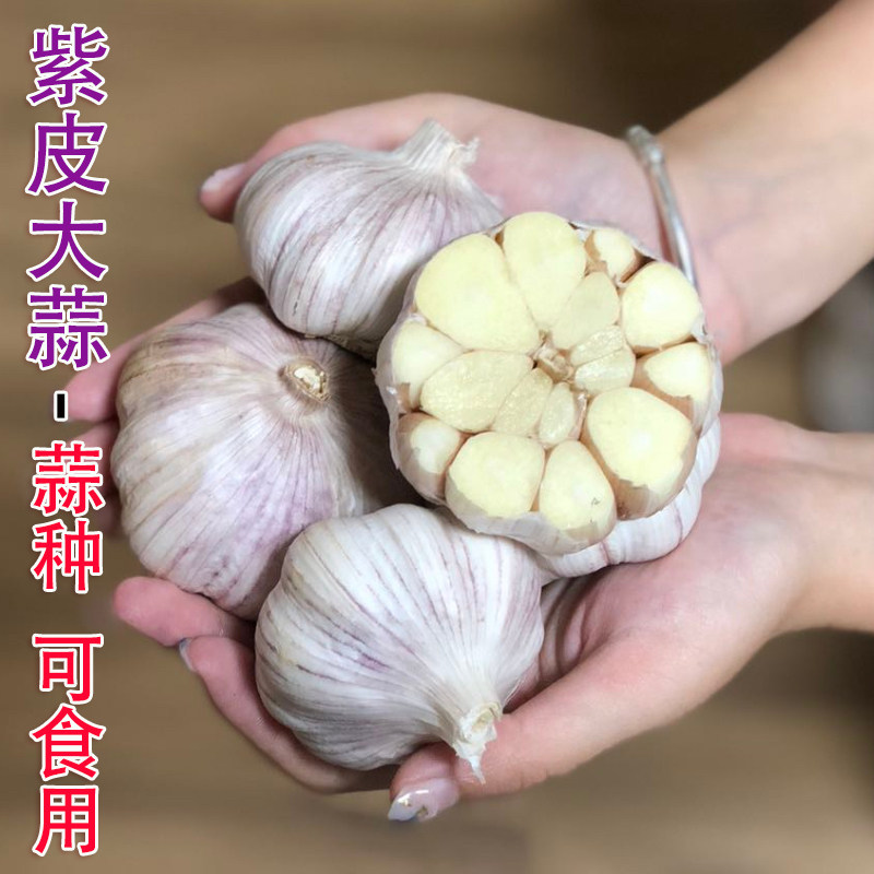 新紫红皮大蒜种子蒜头种籽蒜苗干蒜鲜蒜可以用多瓣秋冬季蔬菜包邮