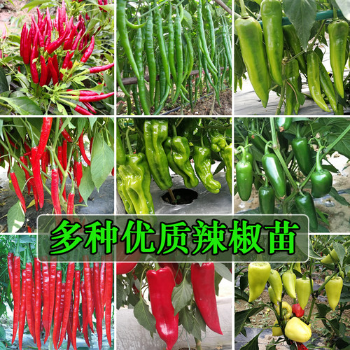 农家辣椒种子苗朝天椒线椒青杭椒辣椒种籽蔬菜种子孑秧苗盆栽四季 - 封面