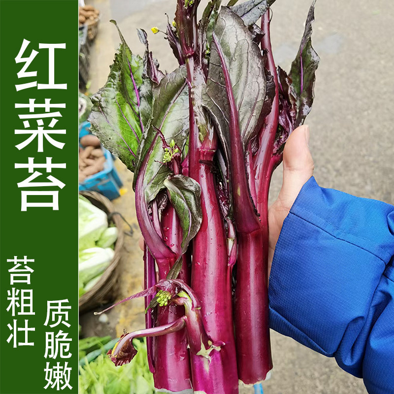 农家红菜苔种子红菜心孑紫菜薹红油菜芯籽青菜抗病四季蔬菜春包邮