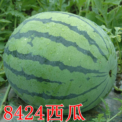 麒麟王超甜正品红瓤露天西瓜种子