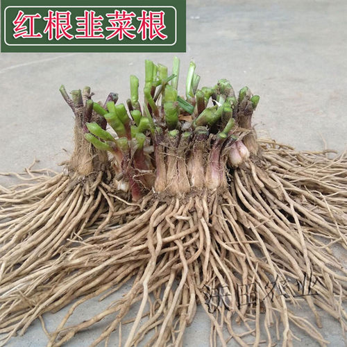 菜根紫韭宽叶四季阳台盆栽