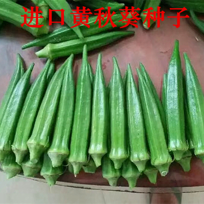蔬菜进口高产四季黄秋葵种子