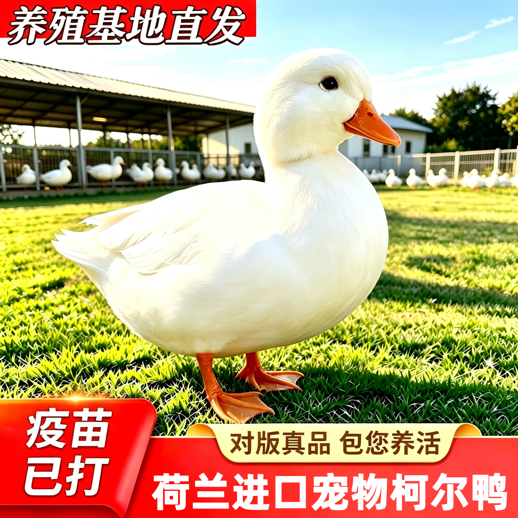 纯种宠物柯尔鸭包活到家正品保证