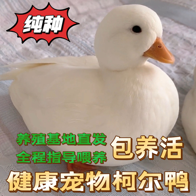 纯种柯尔鸭网红宠物顺丰包活到家