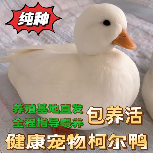 纯种柯尔鸭网红宠物顺丰包活到家