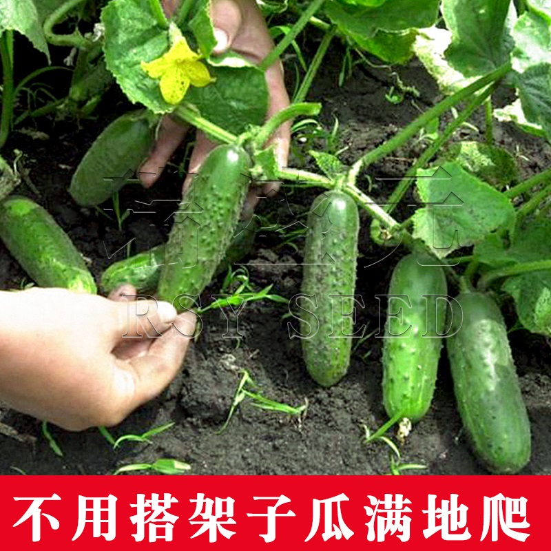 黄瓜苗旱黄瓜满地爬黄瓜种籽春夏秋四季南方菜园秧子盆栽蔬菜种孑