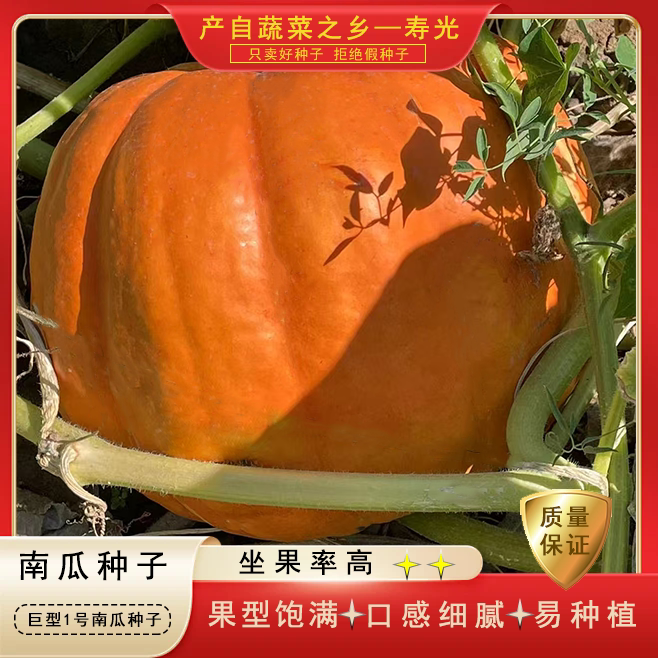 巨型大南瓜种子高产抗病观赏大南瓜种子四季蔬菜种籽