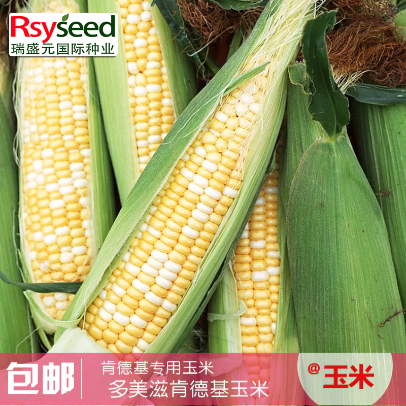 多美滋玉米种子国外引进鲜食玉米种子大田抗病高产非转基因包邮