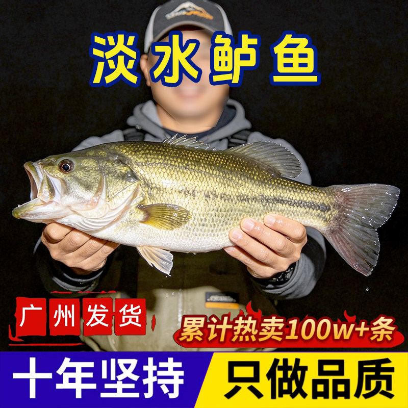 批发鲈鱼苗淡水加州鲈冷水鱼鳜鱼苗养殖桂花鱼鲑鱼苗观赏猛鱼卢鱼