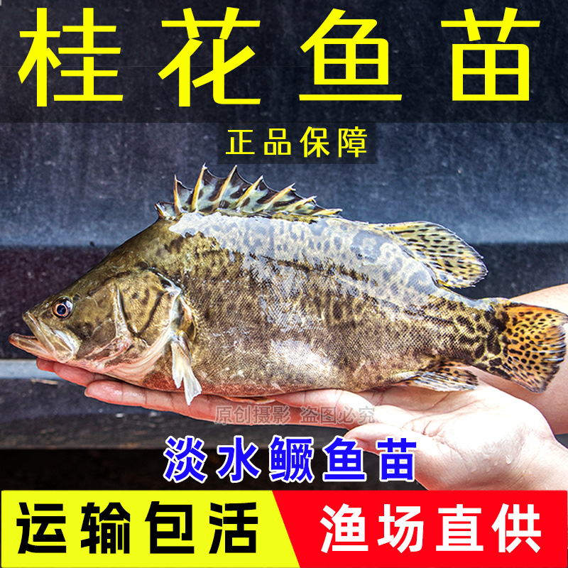 包邮鳜鱼苗桂花鱼白鳜翘嘴桂淡水养殖鲑鱼季花鱼红纹鳜观赏鱼挂鱼