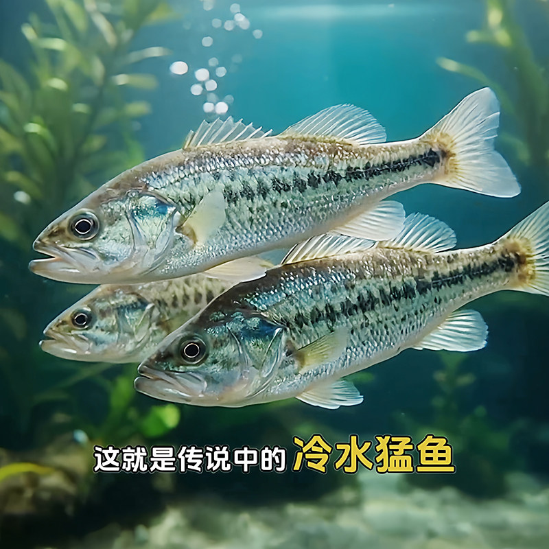 批发鲈鱼苗淡水加州鲈冷水鱼鳜鱼苗养殖桂花鱼鲑鱼苗观赏猛鱼卢鱼