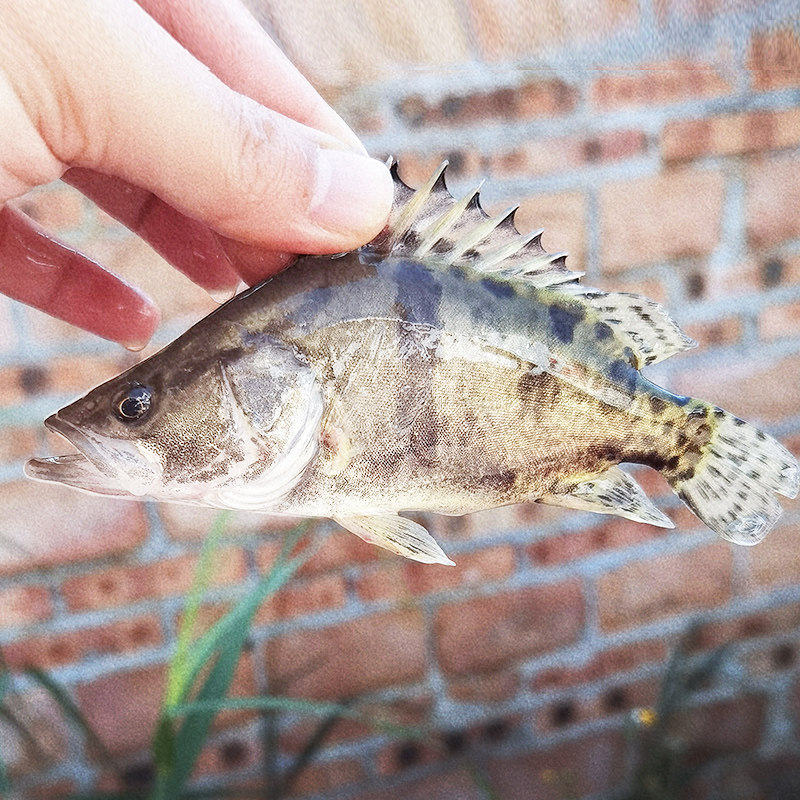 桂花鱼苗淡水鳜鱼苗养殖鱼翘嘴鳜大白桂季花鱼鲑鱼苗厥鱼挂鱼贵鱼 - 实物图
