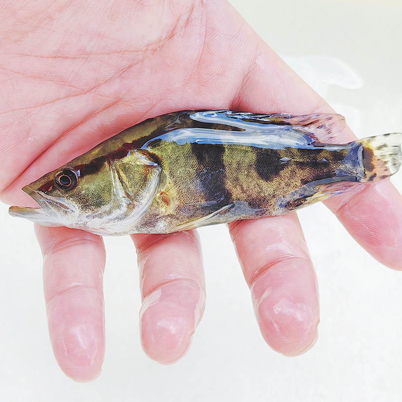 正宗淡水鳜鱼苗桂花鱼养殖白桂翘嘴鳜贵鱼幼苗可观赏鲑鱼挂鱼厥鱼