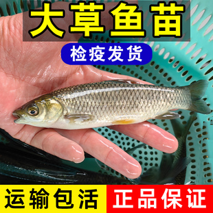 大规格草鱼苗鲩鱼苗广东脆肉皖鱼苗淡水鱼塘养殖水库草鱼四大家鱼
