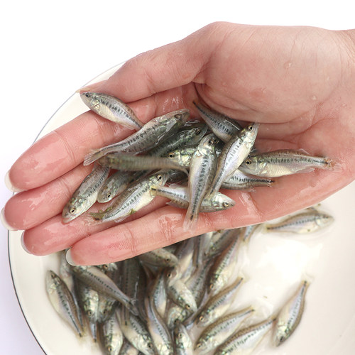 淡水鲈鱼苗加州食用鱼泸鱼苗卢鱼