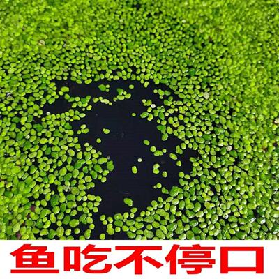 芝麻小浮萍养鱼养龟养虾天然饵料净化水质水草鱼塘养鱼浮萍水草