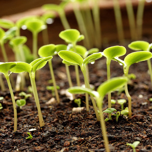 鑫土泥炭土 无土栽培营养土阳台种菜花卉花肥多肉植物土壮苗基质
