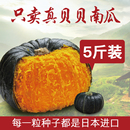 新鲜正宗进口贝贝板栗迷你小南瓜孕妇宝宝辅食日本绿蔬菜5斤 包邮