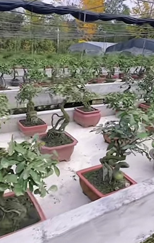 一物一拍直播选苗造型苗各类花卉绿植盆景，灌木金弹子盆景