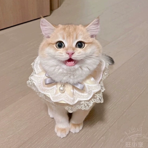 Нагрудник для принцессы, слюнявчик, кружевной шарф, декор