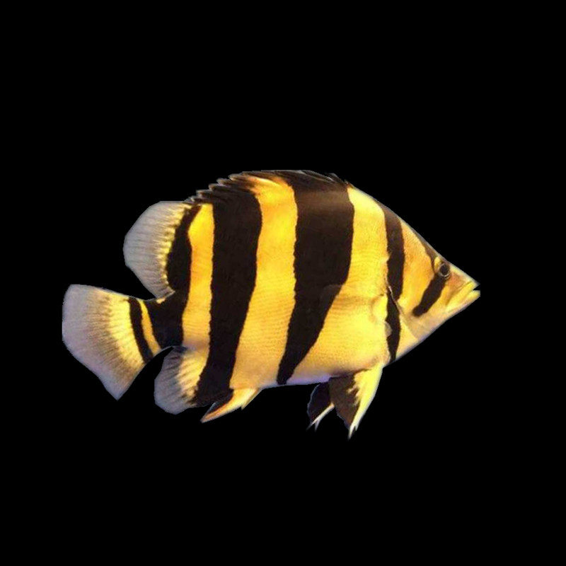 虎鱼活体泰北虎印尼虎四纹虎三纹虎苏门答腊虎鱼观赏鱼热带鱼