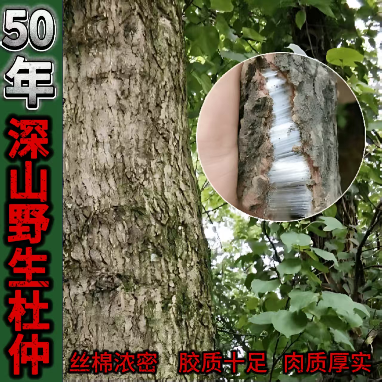 贵州野生杜仲中药材正品500g非巴戟天男士泡酒料药材新鲜特级野生