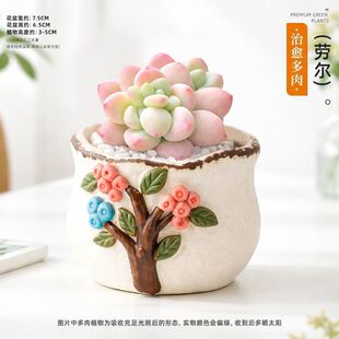 多肉植物幼儿园组合盆栽小绿植花卉玉露大颗好养室内肉肉带盆多头