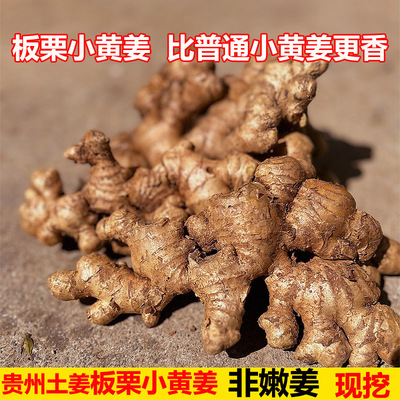 (大块农家老姜)贵州正宗农家老品种土小黄姜姜非云南四川大黄姜