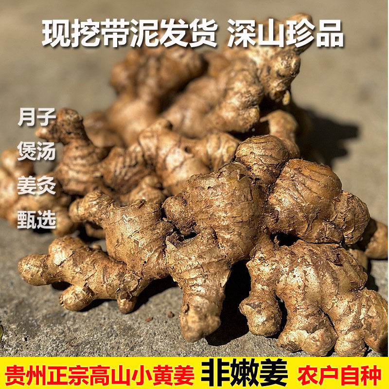 (大块农家老姜)贵州正宗农家老品种土小黄姜姜非云南四川大黄姜