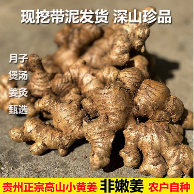 (大块农家老姜)贵州正宗农家老品种土小黄姜姜非云南四川大黄姜