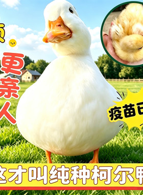 柯尔鸭正宗纯种可下蛋繁殖活宠物