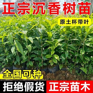 正宗海南沉香树苗白木香原土杯带叶奇楠沉香全国可种高耐旱性苗木